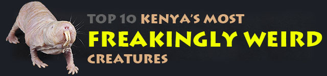 Top 10: Kenya's most freakingly weird creatures