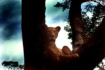 Leona en el Parque Nacional de Aberdare. Javier Yanes/Kenyalogy.com