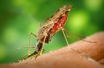 Anopheles mosquito. CDC/James Gathany