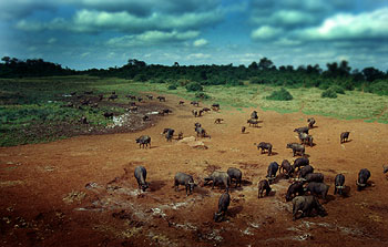 Búfalos en la charca de The Ark, Parque Nacional de Aberdare. Javier Yanes/Kenyalogy.com