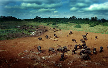 Buffalos at The Ark's waterhole, Aberdare National Park. Javier Yanes/Kenyalogy.com
