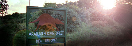 Bosque de Arabuko Sokoke, acceso de Mida. Javier Yanes/Kenyalogy.com