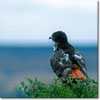 Augur Buzzard