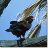 Bateleur