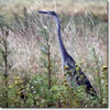 Black-headed heron