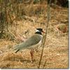 Black-headed plover
