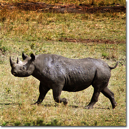 Rinoceronte negro en la Reserva Nacional de Masai Mara. Javier Yanes/Kenyalogy.com