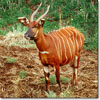 Bongo
