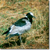 Blacksmith plover