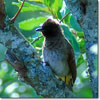 Common bulbul