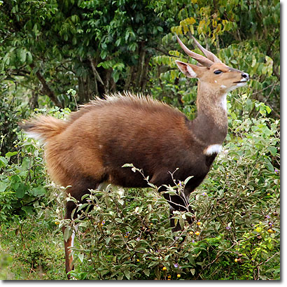 Antílope jeroglífico en el Parque Nacional de Aberdare. Javier Yanes/Kenyalogy.com