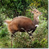 Bushbuck
