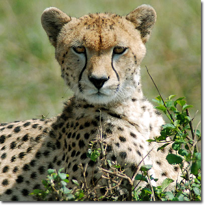 Guepardo en la Reserva Nacional de Masai Mara. Javier Yanes/Kenyalogy.com