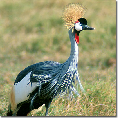 Grulla real gris en el Parque Nacional de Amboseli. Javier Yanes/Kenyalogy.com