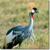 Crowned crane