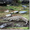 Nile crocodile