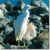 Cattle egret