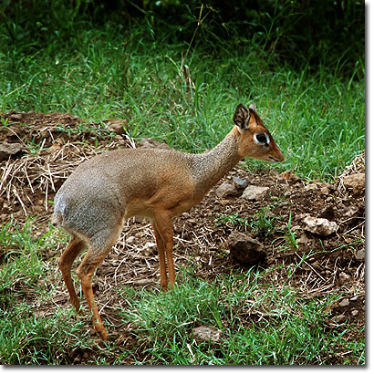 Dicdic de Kirk en el Parque Nacional del Lago Nakuru. Javier Yanes/Kenyalogy.com
