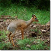 Dik-dik