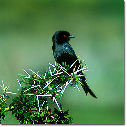 Drongo horquillado en el Parque Nacional del Lago Nakuru. Javier Yanes/Kenyalogy.com