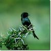 Common drongo