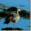 Egyptian goose