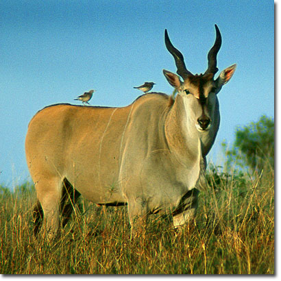 Eland en la Reserva Nacional de Masai Mara. Javier Yanes/Kenyalogy.com