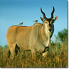 Eland