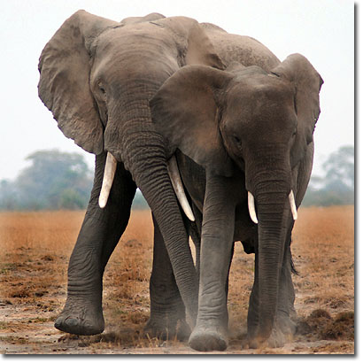 Elefantes en el Parque Nacional de Amboseli. Javier Yanes/Kenyalogy.com