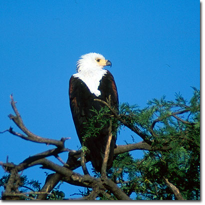 African fish eagle in Samburu National Reserve. Javier Yanes/Kenyalogy.com