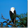 African fish eagle