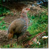 Jackson's francolin