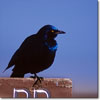 Greater blue-eared starling
