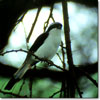 Grey-backed fiscal