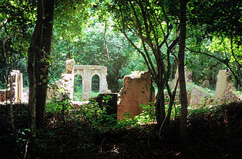 Ruinas de Gede, bosque de Arabuko Sokoke. Javier Yanes/Kenyalogy.com