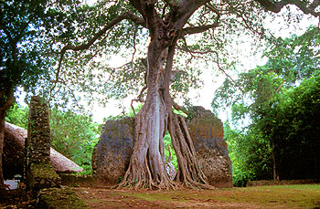 Entrada a las ruinas de Gede, bosque de Arabuko Sokoke. Javier Yanes/Kenyalogy.com