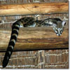 Genet
