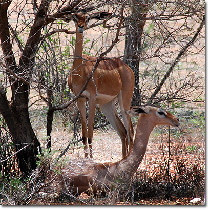 Gerenucs en la Reserva Nacional de Samburu. Javier Yanes/Kenyalogy.com