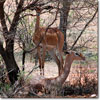 Gerenuk