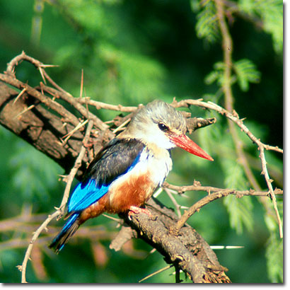 Alción cabeciblanco en la Reserva Nacional de Samburu. Javier Yanes/Kenyalogy.com