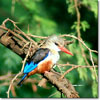 Grey-headed kingfisher