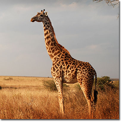 Jirafa masai en el Parque Nacional de Nairobi. Javier Yanes/Kenyalogy.com