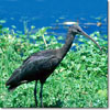 Glossy ibis