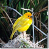 Golden palm weaver