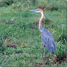 Goliath heron