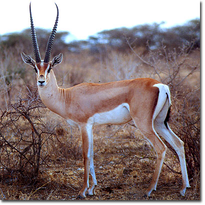 Grant's gazelle in Buffalo Springs National Reserve. Javier Yanes/Kenyalogy.com