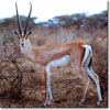 Grant's gazelle