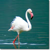 Greater flamingo
