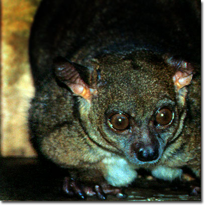 Brown greater galago at Mount Kenya Safari Club. Javier Yanes/Kenyalogy.com