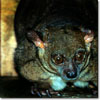 Greater galago